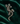 Hire Calibre Silver Lizard Pin
